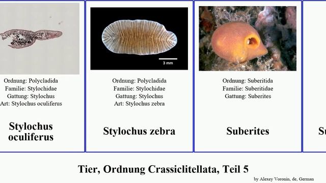 Tier, Ordnung Crassiclitellata, Teil 5 animal zebra australis pratensis squamata argentea agilis смотреть онлайн