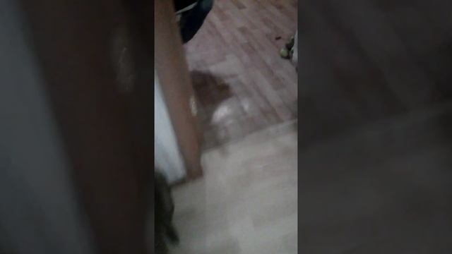 Бешаная собака смотреть онлайн