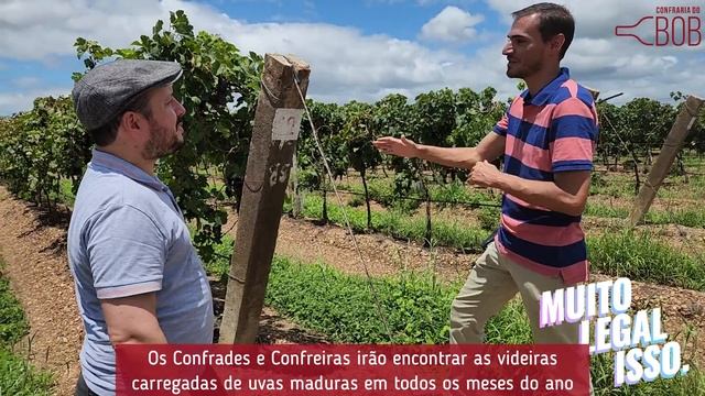 Conhecendo a Vinícola Rio Sol - Confraria do Bob - Série Vinícolas do Brasil #18 смотреть онлайн