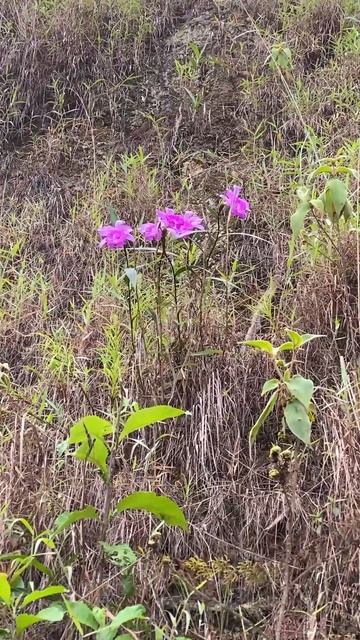 #short HERMOSA FLORACION DE ORQUIDEA SOBRALIA EN EL BOSQUE / ORQUIDEA TERRESTRE смотреть онлайн