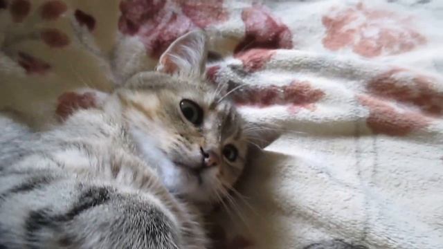 Не мешайте кошке спать! Do not disturb a cat sleeping! смотреть онлайн