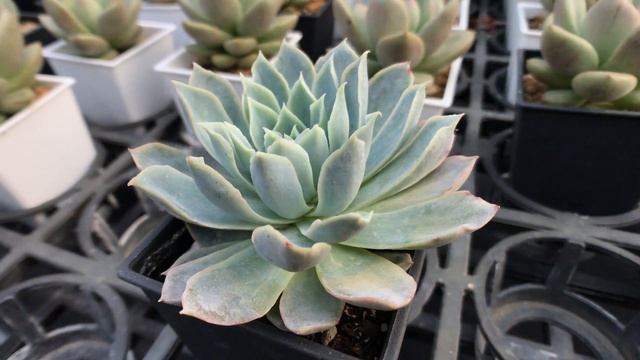 Succulent Plant 多肉植物小盆栽 紫羅蘭女王 смотреть онлайн