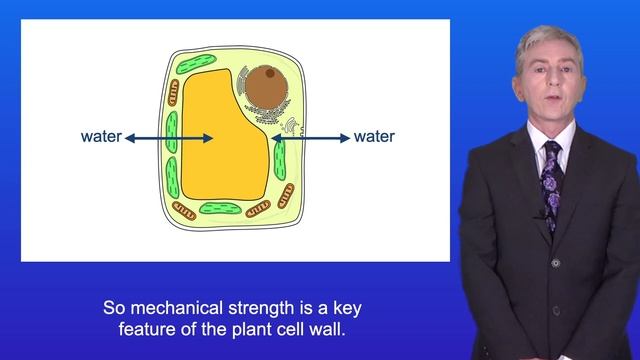 A Level Biology Revision "The Cell Wall" смотреть онлайн
