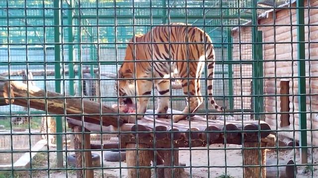 Тигр аппетитно кушает смотреть онлайн