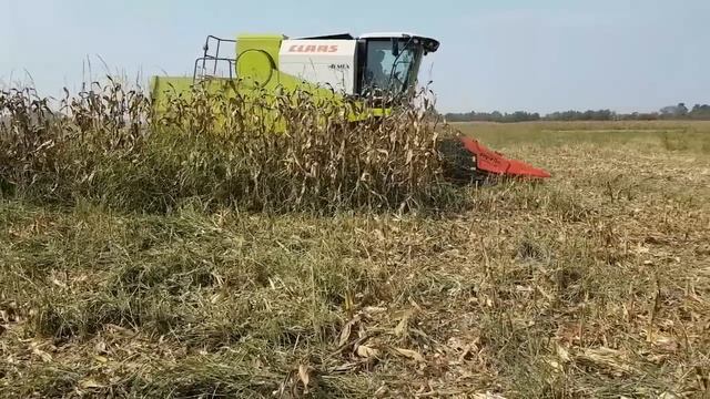 Žetva kukuruza 15.09.2018g. 2 deo. Claas Avero 240 récolte de maïs смотреть онлайн