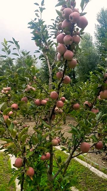 Small apple tree Big apples Himachal India Apple 🍎 смотреть онлайн