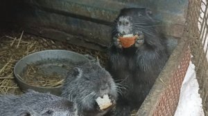 Погодка - загляденье! Подходим по одному за вкусняшками! 13.02.25