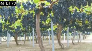 МОХИ РАМАЗОН ОМАД