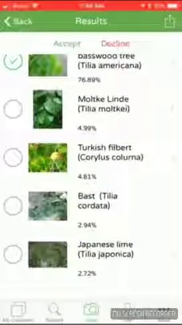 How to identify American Basswood (Tilia americana) tree with PlantSnap смотреть онлайн