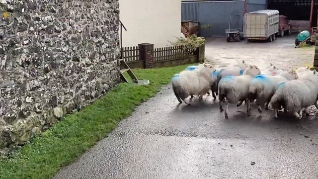 Farmers Marts Online Sheepdog Auction 3/2/21 Lot 96: SHEP смотреть онлайн