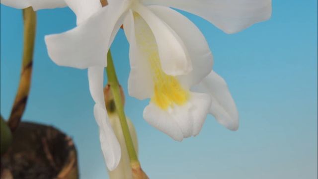 Coelogyne cristata f. lemoniana (orchid) смотреть онлайн