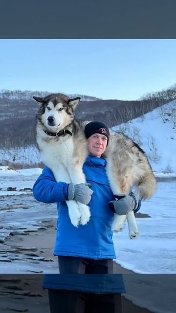 Аляскинский Маламут смотреть онлайн