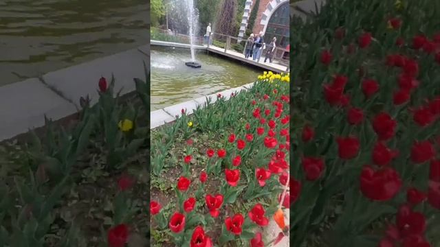 Сезон тюльпанов в Аптекарском огороде смотреть онлайн