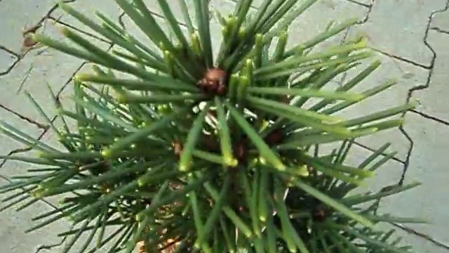 Sciadopitys Verticillata Picola