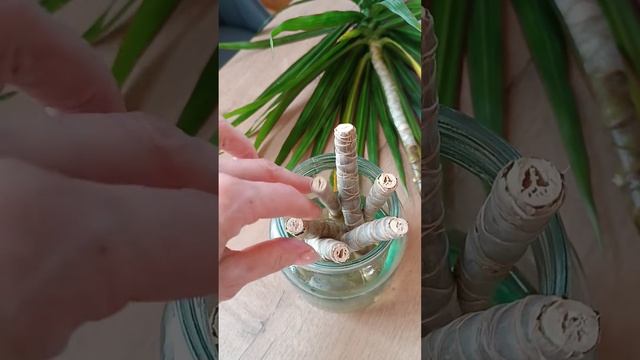 Укоренение драцены #комнатныерастения #укоренениечеренков #укоренение #драцена