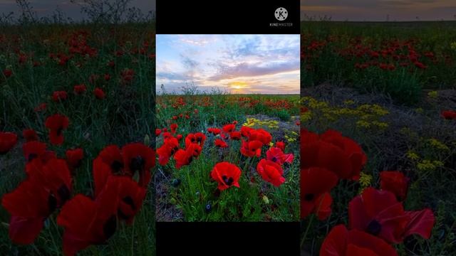 Өзіңе арнап... Гүлнәр Шәмшиеваның әні мен жыры.автор орындаған. смотреть онлайн