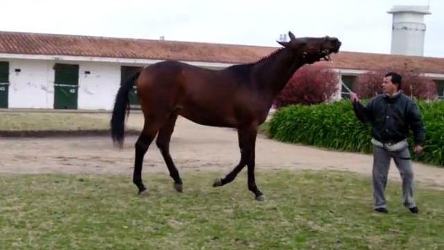 Hear Seven (Hearty) - Hs. San Miguel Queguay смотреть онлайн