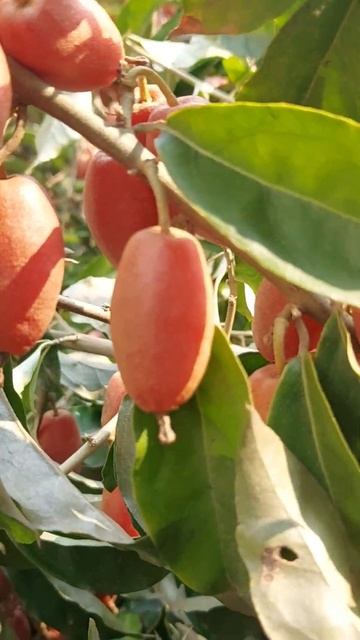 silver berries... #homegrown #seasonal #fruits #organic in #urban #shorts смотреть онлайн