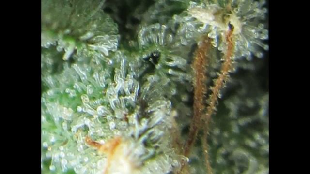 Harvesting the Mystery смотреть онлайн