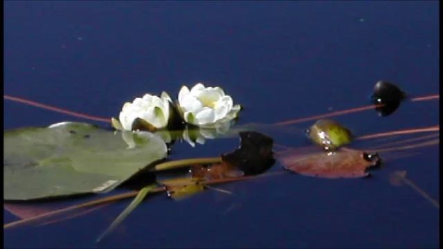 Иеромонах Роман. Лилия («Земное воплощенье чистоты...») смотреть онлайн