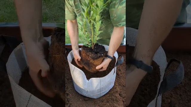 посадка голубики в контейнер смотреть онлайн