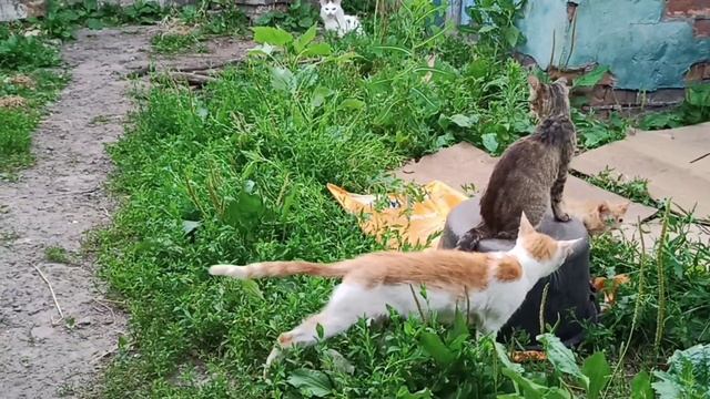 В доме жарко, а на улице ветер и свежо. Обычный вечерний выгул во дворе. смотреть онлайн