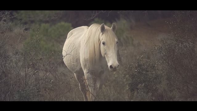 темна ноченька йде смотреть онлайн