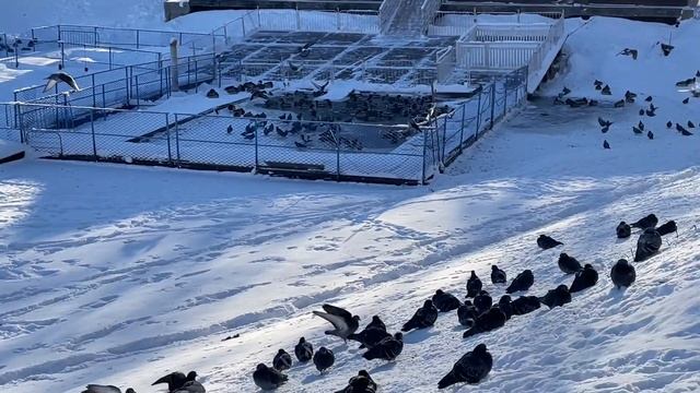 Утки в парке Металлургов, он же 50 лет октября . смотреть онлайн