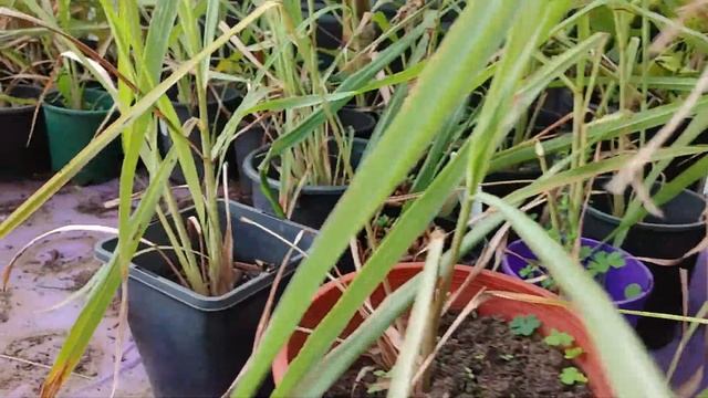 ( MIRACLE PLANT ) HEALTH BENEFITS - LEMONGRASS IN WINTER TIME STILL ALIVE HERE MELBOURNE AUSTRALIA смотреть онлайн