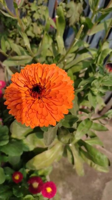 Lovely Calendula Flowers #shorts #flowers #plants #calendula смотреть онлайн