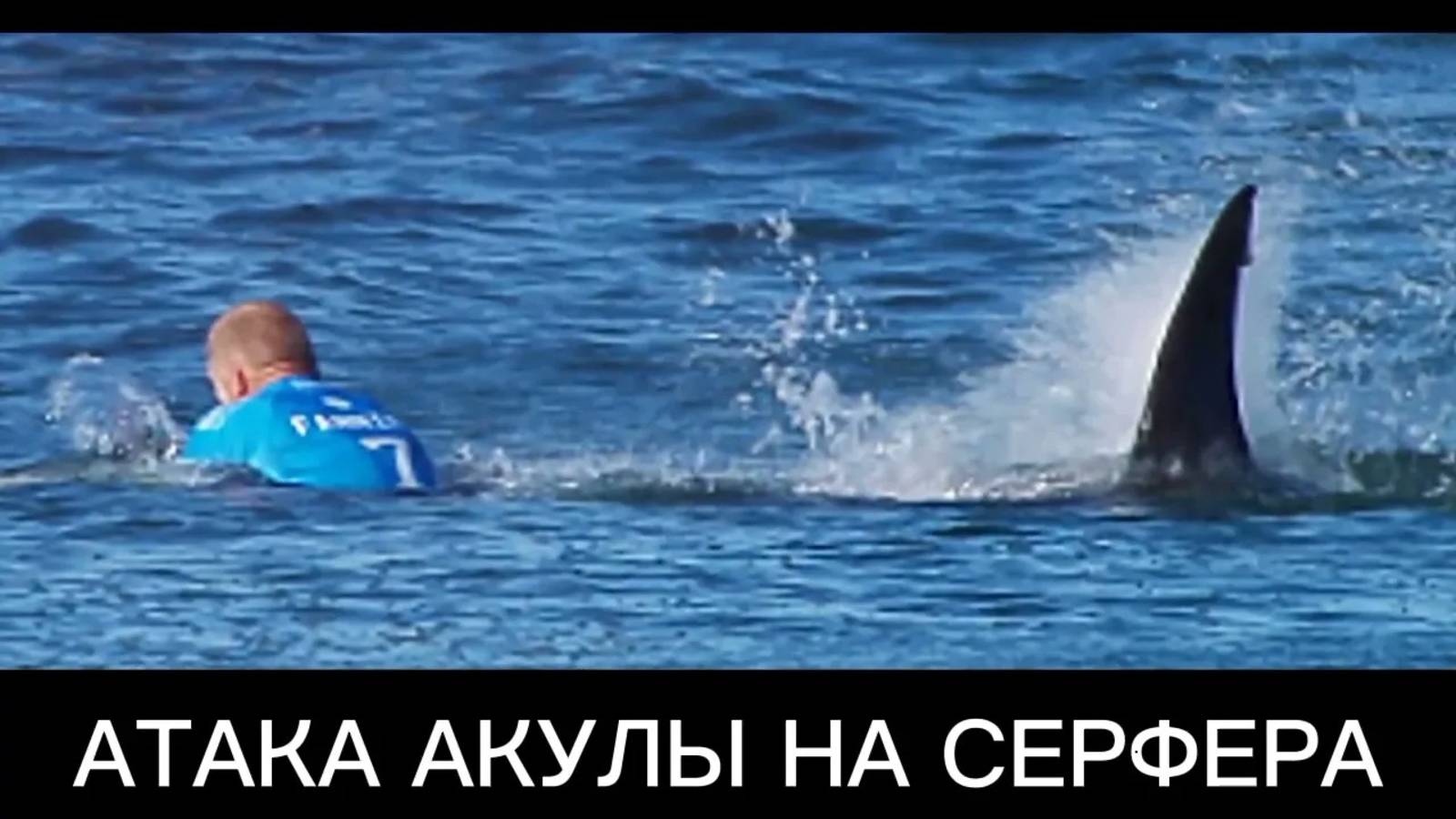 Акула напала на человека – Ужасающие кадры!