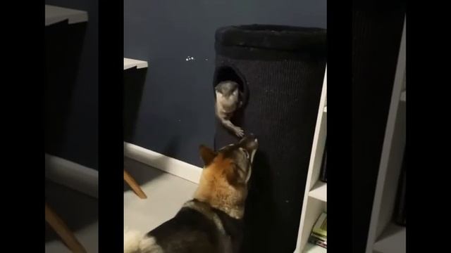 Я РЖАЛ ПОЛ ЧАСА /СМЕШНЫЕ ВИДИО С ЖИВОТНЫМИ, КОТЫ , СОБАКИ И ДРУГИЕ смотреть онлайн
