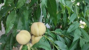 Персик Айс Пич. Окончательное заключение!