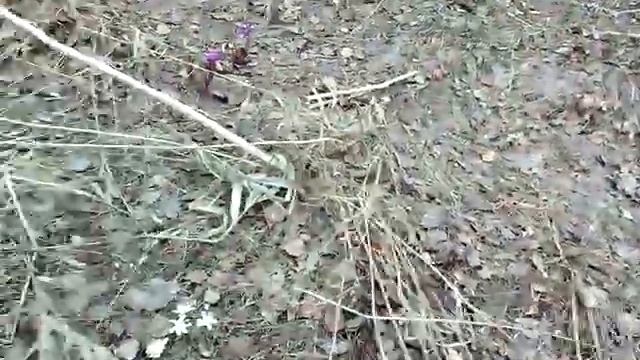 10. VLOG: Едем в деревню/ нашли подснежники смотреть онлайн