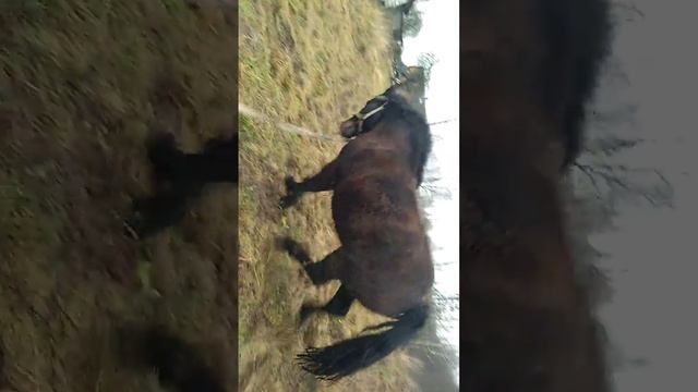 цыганские кони смотреть онлайн