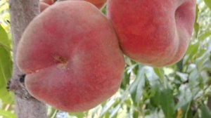 Інжирний персик Плане Стар. Peach Plane Star. Крупноплідна серія інжирних персиків.