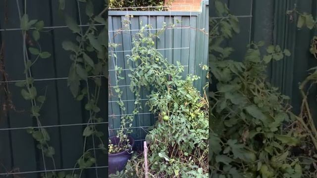 Green zebra tomatoes in Canberra cold climate food garden. 2022. смотреть онлайн