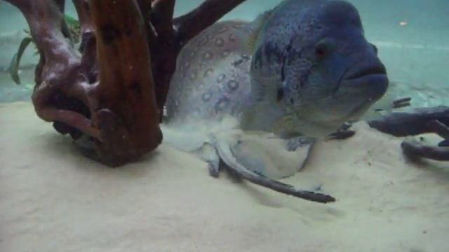 Potamotrygon reticulata, Oceano Blu Viterbo смотреть онлайн