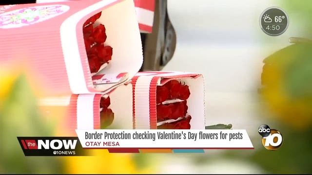 Border Protection checking Valentine's Day flowers for pests смотреть онлайн