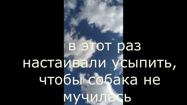 Жизнь дворняжки Лолы смотреть онлайн