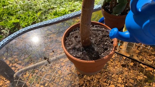 2021 Succulent Update 🌵 & NEW Channel Membership! смотреть онлайн