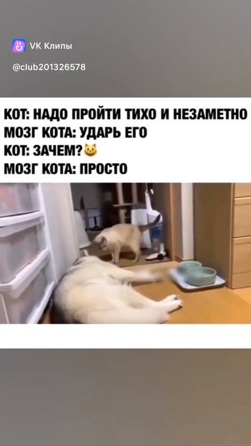 Что думает кот рядом с собакой: