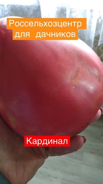 Знакомьтесь: кардинал. Вес плода от 300 до 1000 г. Урожайный, вкусный, сладкий. Россельхозцентр. смотреть онлайн