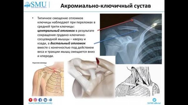 Анатомия соединений пояса верхней конечности