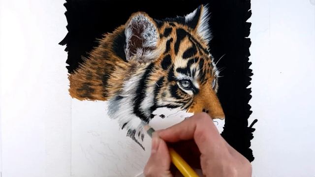 Drawing a Tiger Cub in Colored Pencil - Time-Lapse | Jasmina Susak смотреть онлайн