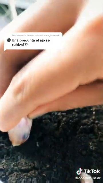 Como plantar ajo смотреть онлайн