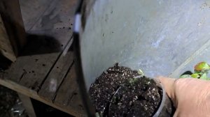 Как быстро размножить голубику. Результат укоренения черенков.