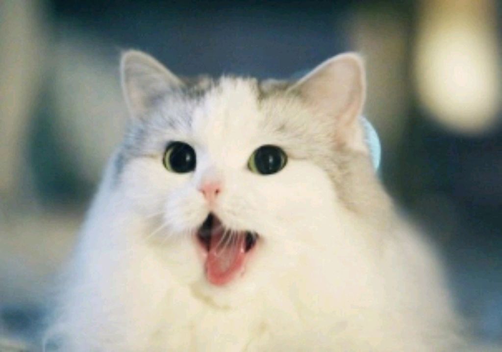 котики Милые смотреть онлайн