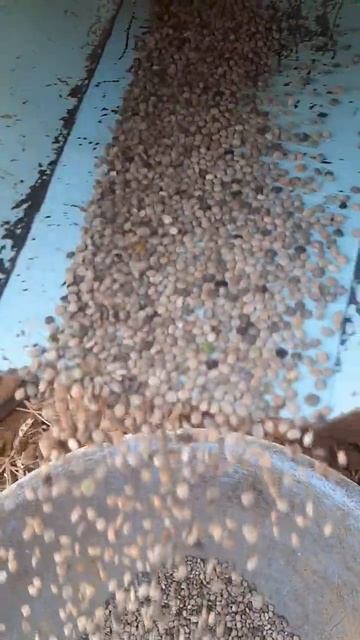 Guar Thrashing | farming#agricultureindia #india_agriculture #agriculture #agri #urbanfarming смотреть онлайн