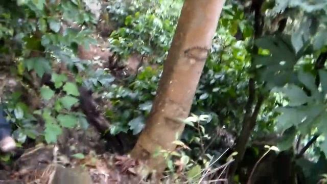 Wild civet coffee in Doi Chang part four смотреть онлайн